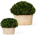 Preserved Boxwoos Oval Domes, Set of 2